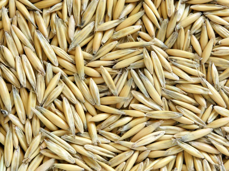 Whole oat grains for milling and rolling