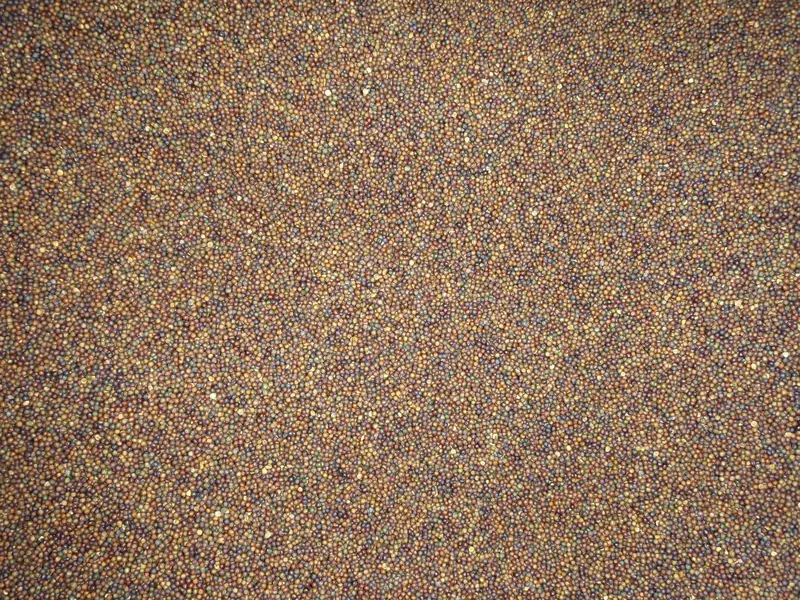 Selected canola rapeseed seeds