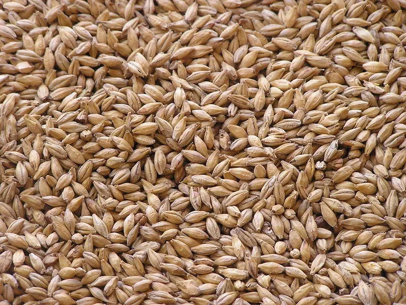 Malting and feed barley grain kernels
