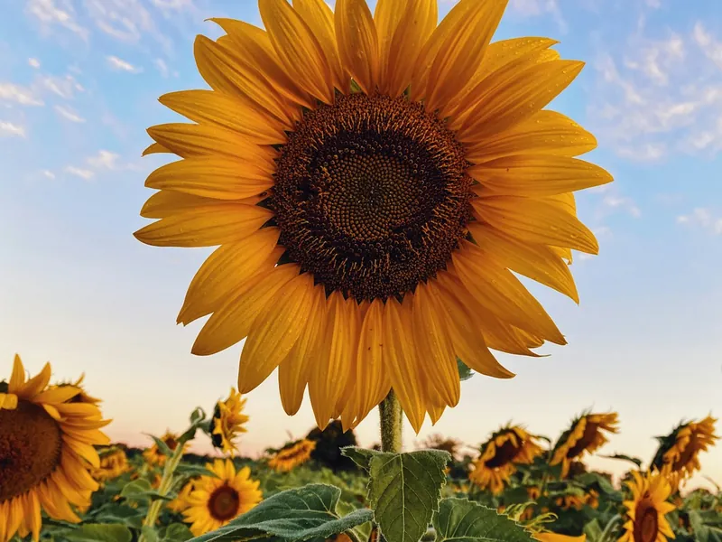 Selected high quality sunflower seeds