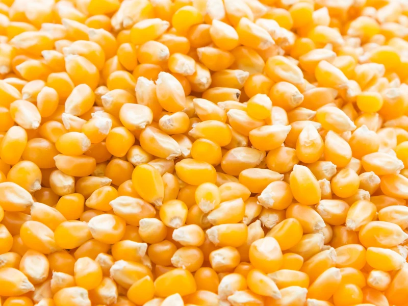 Selected Non-GMO yellow corn kernels