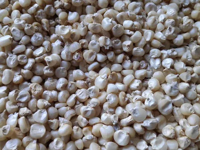 Clean white corn kernels for food industry