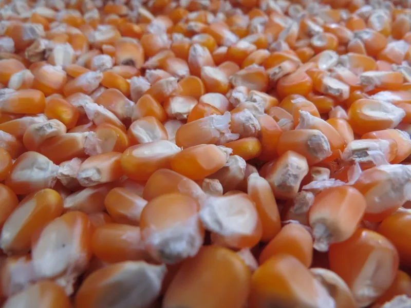 Hard vitreous orange-red flint corn