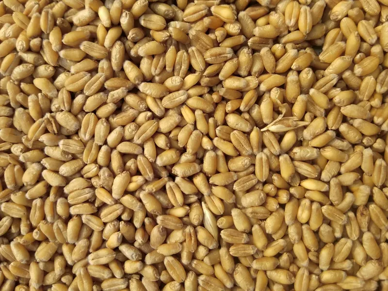 Golden milling wheat grains